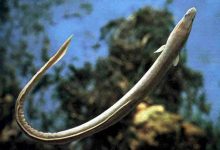 Photo of Медитерранейская рыба на углях