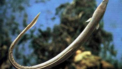 Photo of Медитерранейская рыба на углях